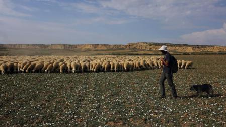 Ocho días a pie de la Ribera al valle de Roncal en el camino inverso de la trashumancia