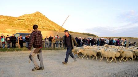 Carcastillo prepara la entrada de los primeros rebaños a Bardenas