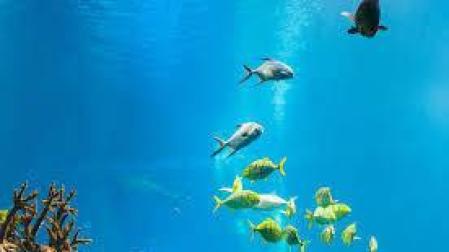 El calentamiento del mar está modificando el genoma de los peces