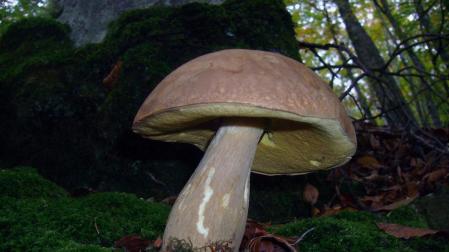 Una aplicaci&oacute;n para m&oacute;viles permite identificar hongos