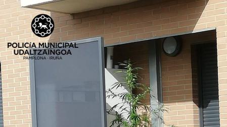 Agentes de Policía Municipal requisan dos plantas de marihuana en balcones