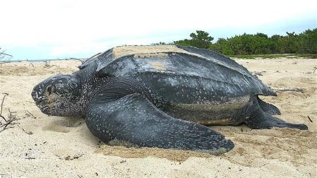 Aparece muerta una tortuga gigante en una playa de Barcelona