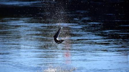 Advierten de daños al mar austral de Chile por producción de salmones