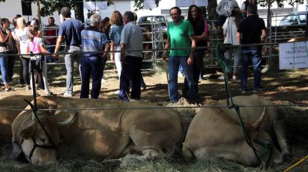 Elizondo prepara el concurso nacional de vacuno pirenaico