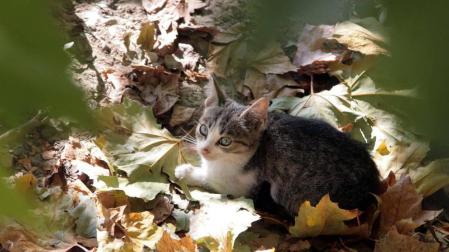 El Ayuntamiento de Pamplona se desmarca de un plan para controlar la población de gatos