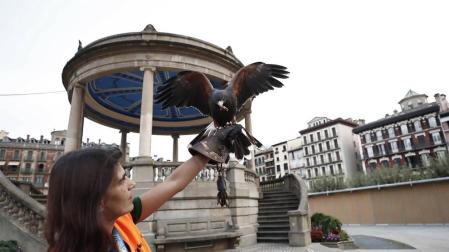 Pamplona suelta en la plaza del Castillo águilas y halcones para espantar a las palomas