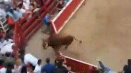 Un toro salta la valla y escapa de la plaza de Villafranca