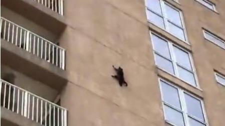 Los mapaches, como los gatos