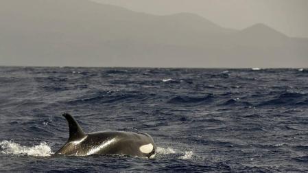 Avistan un grupo de 5 orcas a dos millas de la isla de El Hierro