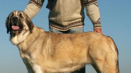La defensa de los mastines ante el regreso del oso