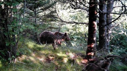 Francia valora soltar dos osas en la zona del Pirineo próxima a Navarra