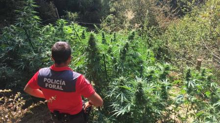 Denunciados por plantar marihuana en tres parajes de Iturgoyen