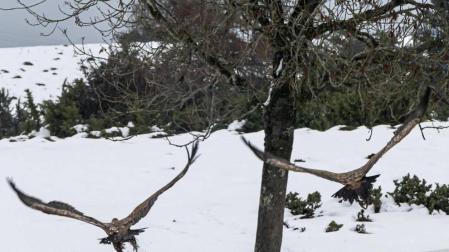Sakana procura una variedad de hábitats a más 140 especies de aves