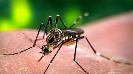 La primera vacuna genera luz en el túnel del dengue