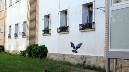 Molestias en la Txantrea por proliferación de gatos y palomas