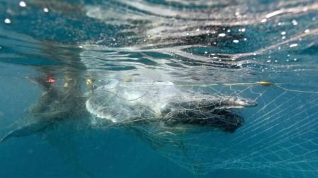 Rescatan a una cría de ballena atrapada en redes contra tiburones en Australia