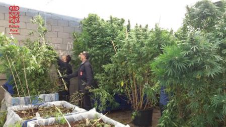 La Policía Foral concluye la campaña para detectar el cultivo de marihuana