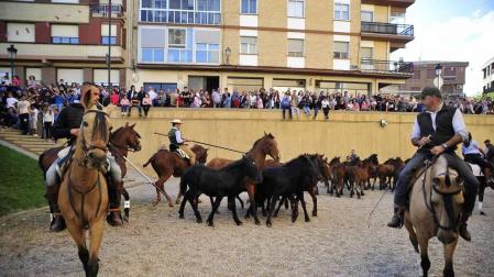 Fotos de la feria del caballo de Marcilla