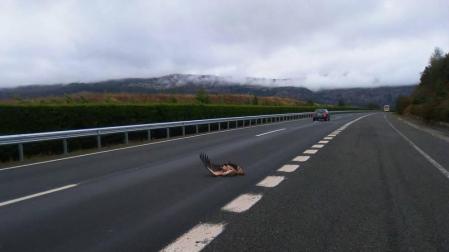 Auxilian a un buitre malherido tras ser atropellado por un turismo