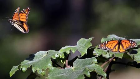 Cientos de mariposas tropicales pasan el invierno en un museo de Nueva York