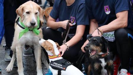 Más de 4.000 personas acuden a la carrera solidaria Perrotón para luchar contra el abandono de animales