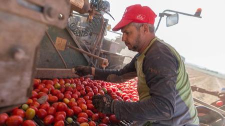 ¿Cuánto tomate comen los navarros?