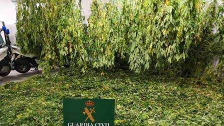 Tres detenidos en Estella por tráfico de drogas e incautadas 97 plantas de marihuana