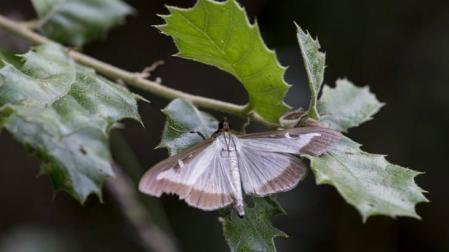 Una polilla invasora asiática causa estragos en los bojedales de Navarra