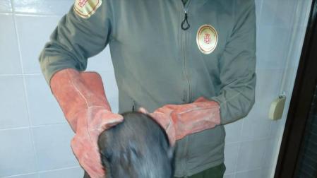 Rescatan un ejemplar de cerdo vietnamita cerca del monte Ezkaba