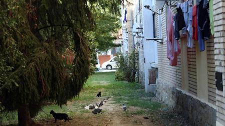 Un colectivo critica trabas para controlar los gatos de la Txantrea