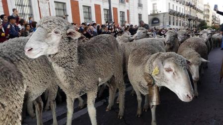 Las calles de la capital se vieron invadidas por las ovejas merinas con motivo de la Fiesta de la Trashumancia a la que acudió la alcaldesa, Manuela Carmena.