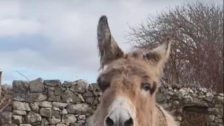 La burra irlandesa que "canta ópera", nueva sensación en las redes
