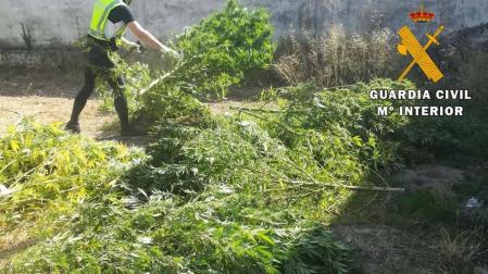 La Guardia Civil se incauta de 40 kilos de marihuana en Caparroso