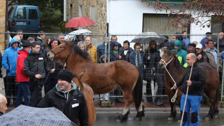 El ganado caballar se adueña de Alsasua