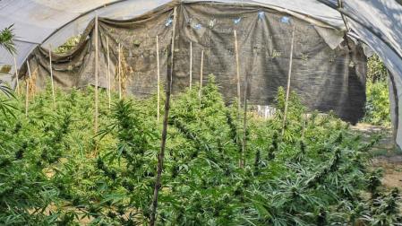 Desarticulados varios puntos de cultivo de marihuana en Navarra