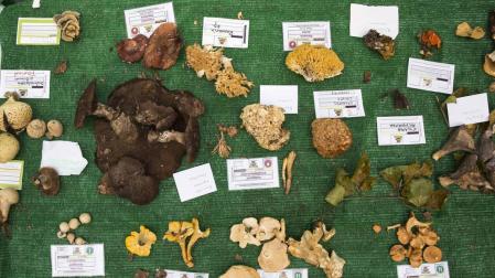 Hongos, pocos y raros en un año sin otoño