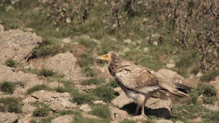 La colaboración de la ciencia, Bardenas y un carnicero aviva el vuelo del alimoche