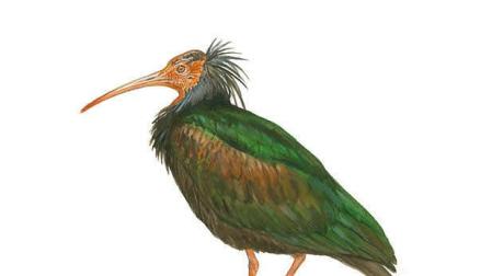 El ibis eremita se aleja de la extinción