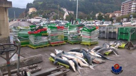 Investigan la pesca ilegal de tiburones protegidos en Ondarroa