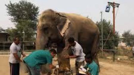 Primer hospital para elefantes en India