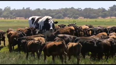 'Knickers': la vaca gigante australiana que mide casi dos metros
