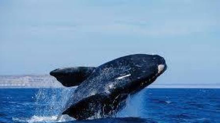 Las ballenas se juegan el tipo con la maternidad