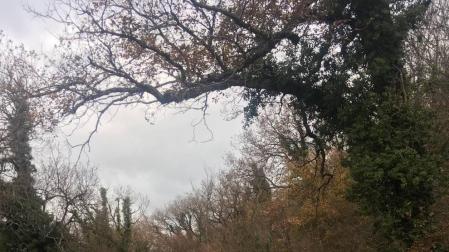Herida una mujer al caerle una rama de un árbol en el Nacedero del Urederra