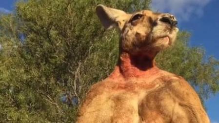 Muere Roger, el canguro más fuerte de Australia