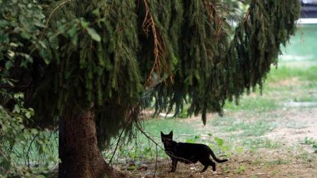 La recogida de gatos en Pamplona crece un 216% respecto a los últimos 3 años
