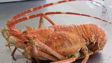 Langosta, cigalas y bogavante suben sus precios hasta un 50%