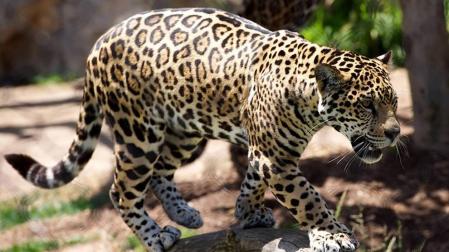 Un leopardo mata a un monje que meditaba en un bosque de la India