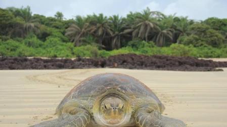 El calentamiento global provoca la feminización de las tortugas verdes