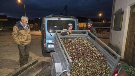 Un remolque en plena descarga de la oliva, cuya recogida había alcanzado el 90% en el ecuador de esta semana prenavideña.