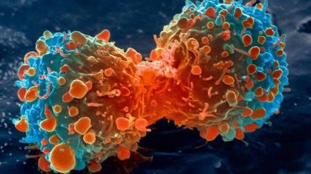 Una célula de cáncer de pulmón dividida.